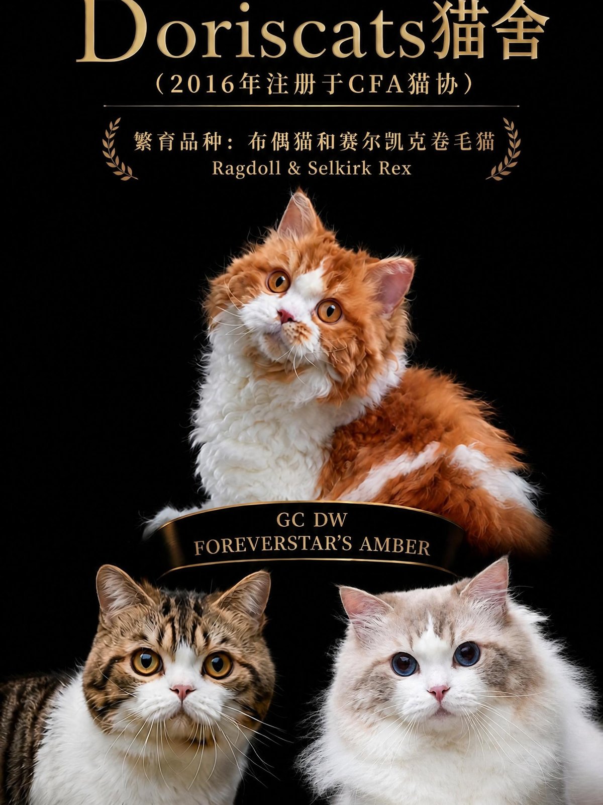 Doriscats 猫舍代表种猫：GC DW Foreverstar's Amber、GC BWC Foreverstar's Yuan Dian、GC DW Doriscats Leonard